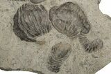 Plate Of Large Parahomalonotus Trilobites - Foum Zguid, Morocco #171025-2